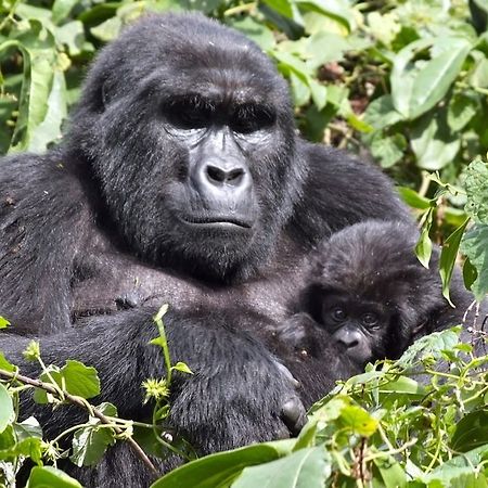 Silverback Lodge Buhoma Kültér fotó