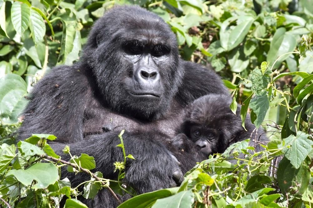 Silverback Lodge Buhoma Kültér fotó